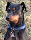 Deutscher Pinscher, Tammo v. Robinienhof