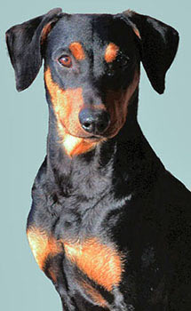 Deutscher Pinscher, Nero-Thyson v. Robinienhof, Portrait