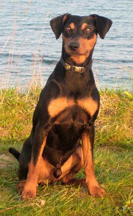 Deutscher Pinscher, Nero-Thyson v. Robinienhof, Portrait