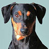 Deutscher Pinscher, Nero-Thyson v. Robinienhof