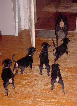 Deutsche Pinscher - Welpen verlassen mit ihrer Mutter die Welpenstube Deutscher Pinscher - Welpen verlassen die Welpenstube