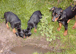 Deutsche Pinscher - Welpen an einer Pfütze Deutscher Pinscher - Welpen an einer Pfütze