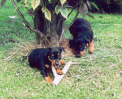 Deutsche Pinscher - Welpen spielen mit einem kleinen Ast Deutscher Pinscher - Welpen spielen mit einem kleinen Ast