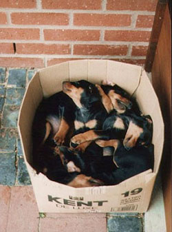 Deutsche Pinscher - Welpen halten Mittagsschlaf im Karton Deutscher Pinscher - Welpen im Karton