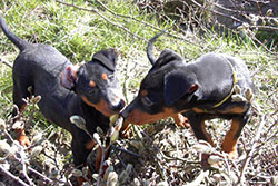 Deutsche Pinscher - Welpen knabbern an Zweigen Deutscher Pinscher - Welpen knabbern an Zweigen