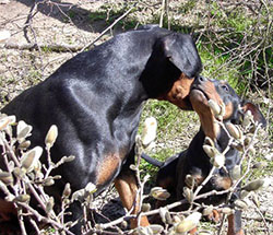 Deutscher Pinscher - Welpe schmust mit seiner Mutter