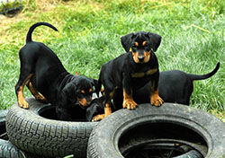 Deutsche Pinscher - Welpen klettern auf der Reifenburg Deutscher Pinscher - Welpen auf der Reifenburg