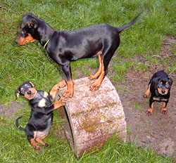 Deutsche Pinscher - Welpen lieben erhöhte Positionen Deutscher Pinscher - Welpen lieben erhöhte Positionen