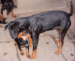 Deutscher Pinscher - alle Mittglieder des Rudels beschäftigen sich mit den Welpen