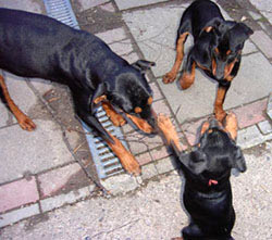 Ringel, Ringel, Reihe - sind der Pinscher dreie Ringel, Ringel, Reihe - sind der Pinscher dreie