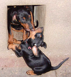 Deutsche Pinscher - Alt und Jung neckt sich gerne Deutsche Pinscher - Alt und Jung neckt sich gerne