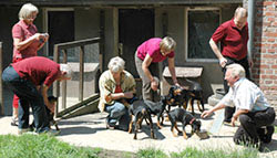 Deutsche Pinscher - Besuch bei den Welpen im Garten Deutsche Pinscher - Besuch bei den Welpen im Garten
