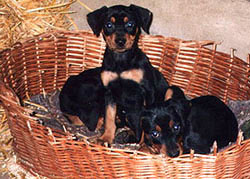 Deutsche Pinscher - Welpen ziehen sich in den Korb zurück Deutsche Pinscher - Welpen ziehen sich in den Korb zurück
