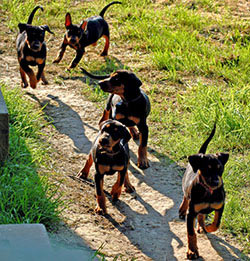 Deutscher Pinscher - Welpen sausen durch den Garten